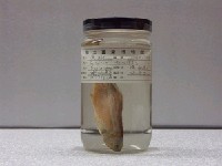 藏品(絲翅鯽)的圖片